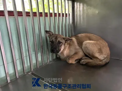 믹스견 사진