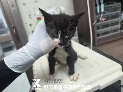 한국 고양이 사진