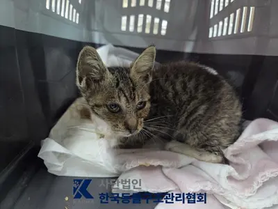 한국 고양이 사진