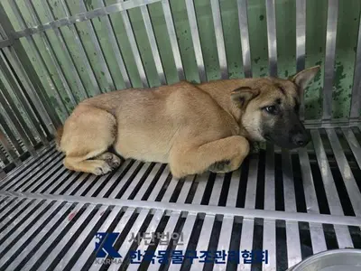 믹스견 사진