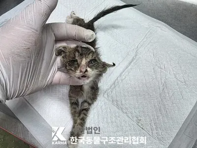 한국 고양이 사진