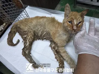 한국 고양이 사진