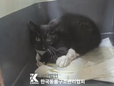 한국 고양이 사진