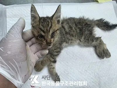 한국 고양이 사진