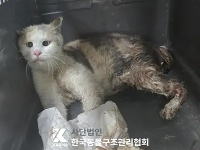 한국 고양이 사진