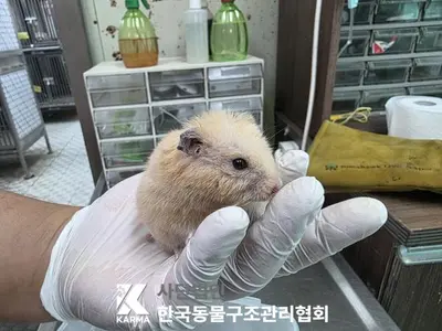 기타축종 사진