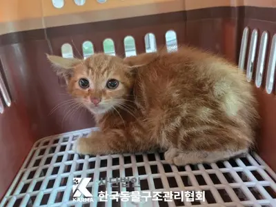 한국 고양이 사진