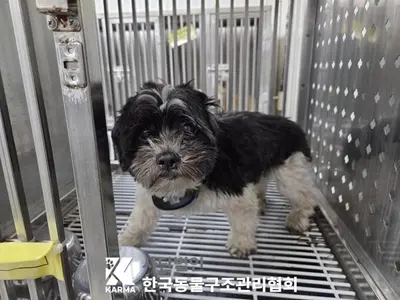 믹스견 사진