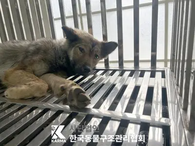 믹스견 사진