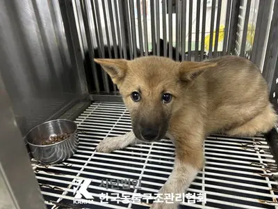 믹스견 사진