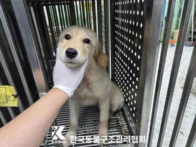골든 리트리버 사진