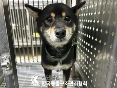 시바 사진
