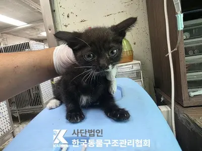 한국 고양이 사진