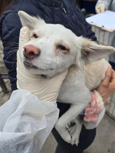 믹스견 사진