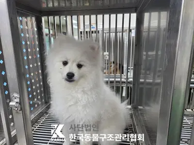 믹스견 사진