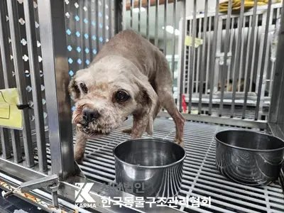 말티즈 사진