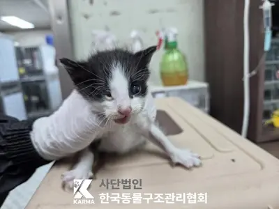 한국 고양이 사진