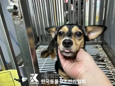 믹스견 사진