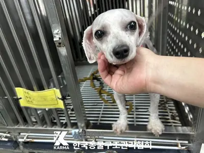 말티즈 사진
