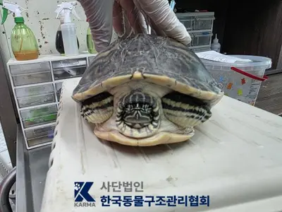 기타축종 사진