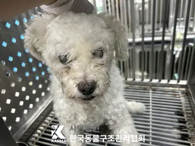 비숑 프리제 사진