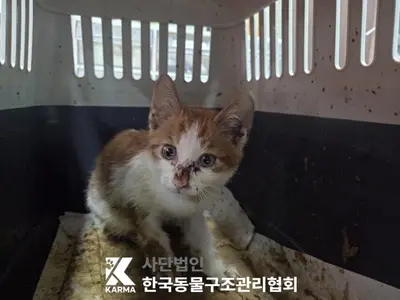 한국 고양이 사진