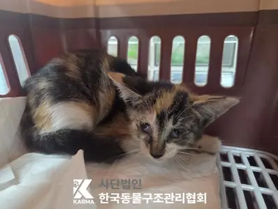 한국 고양이 사진
