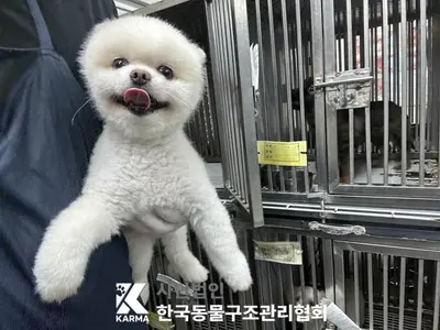 포메라니안 사진