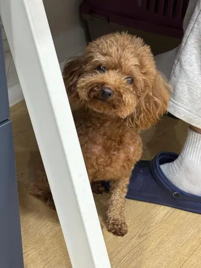 토이 푸들 사진