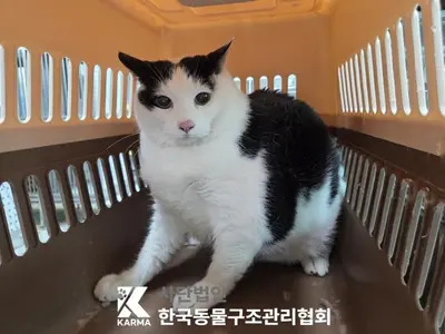 한국 고양이 사진