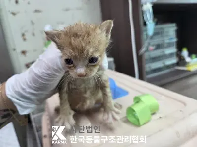 한국 고양이 사진