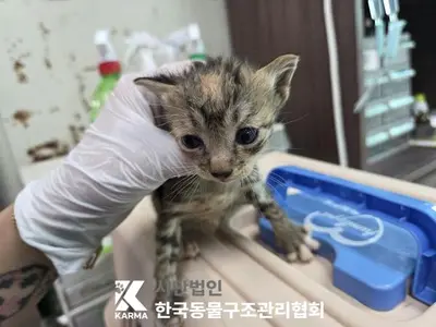 한국 고양이 사진