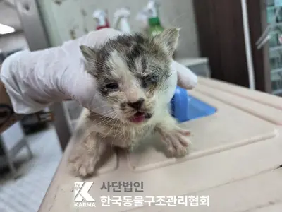 한국 고양이 사진