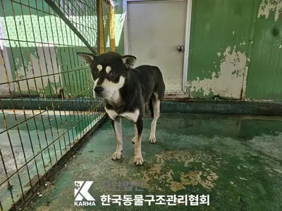 믹스견 사진