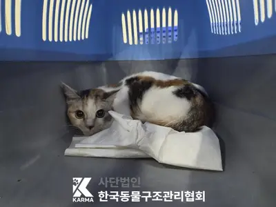 한국 고양이 사진