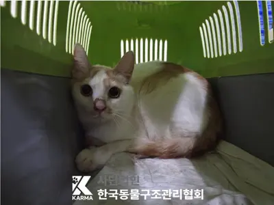 한국 고양이 사진