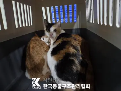 한국 고양이 사진