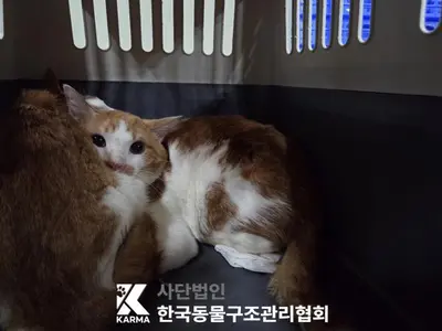 한국 고양이 사진