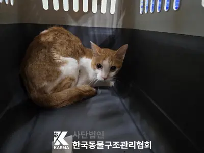 한국 고양이 사진