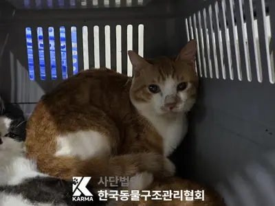 한국 고양이 사진