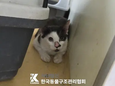한국 고양이 사진