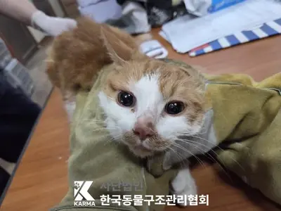한국 고양이 사진
