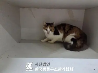 한국 고양이 사진