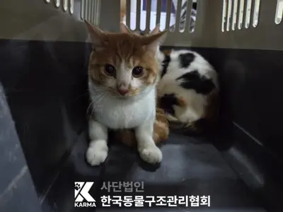 한국 고양이 사진