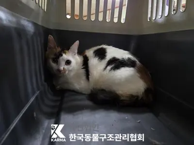 한국 고양이 사진