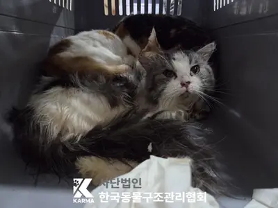 페르시안 사진