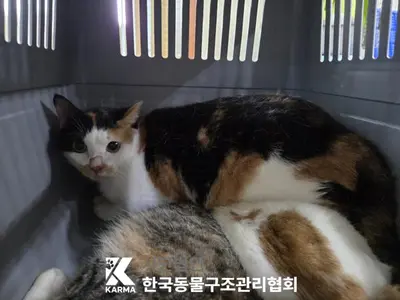 한국 고양이 사진