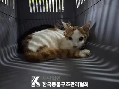 한국 고양이 사진