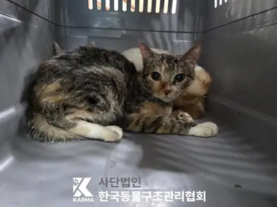 한국 고양이 사진