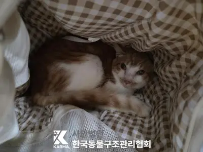 한국 고양이 사진